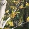 Thumbnail #3 of Acer saccharinum by mtilton