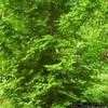 Thumbnail #2 of Metasequoia glyptostroboides by hczone6