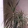 Thumbnail #4 of Dracaena marginata by Eliza