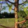 Thumbnail #5 of Metasequoia glyptostroboides by Pala