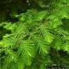 Thumbnail #3 of Metasequoia glyptostroboides by hczone6