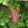 Thumbnail #4 of Metasequoia glyptostroboides by hczone6