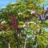 Thumbnail #4 of Schefflera actinophylla by RosinaBloom