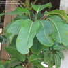 Thumbnail #3 of Schefflera actinophylla by BayAreaTropics