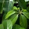 Thumbnail #2 of Schefflera actinophylla by DaylilySLP