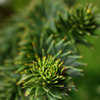 Thumbnail #1 of Araucaria araucana by EROCTUSE2