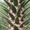 Thumbnail #4 of Araucaria araucana by cristina