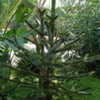 Thumbnail #3 of Araucaria araucana by DaylilySLP