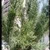 Thumbnail #2 of Euphorbia tirucalli by albleroy