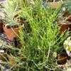 Thumbnail #1 of Euphorbia tirucalli by Happenstance