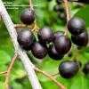 Thumbnail #2 of Prunus caroliniana by Jeff_Beck