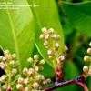 Thumbnail #3 of Prunus caroliniana by Jeff_Beck