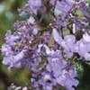 Thumbnail #3 of Jacaranda mimosifolia by Kelli