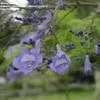 Thumbnail #1 of Jacaranda mimosifolia by Monocromatico