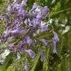 Thumbnail #4 of Jacaranda mimosifolia by Chamma