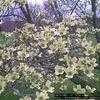 Thumbnail #4 of Cornus florida by mystic