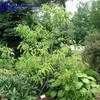 Thumbnail #3 of Franklinia alatamaha by planter64