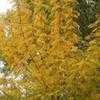 Thumbnail #3 of Gleditsia triacanthos by frostweed