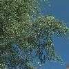Thumbnail #1 of Salix matsudana by dhmeiser
