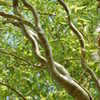 Thumbnail #4 of Salix matsudana by MarthaMoye