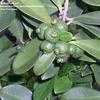 Thumbnail #4 of Psidium cattleianum by NativePlantFan9