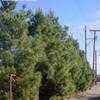 Thumbnail #2 of Pinus eldarica by nowheat