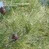 Thumbnail #3 of Pinus eldarica by nowheat
