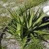 Thumbnail #2 of Yucca guatemalensis by ATF