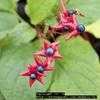 Thumbnail #1 of Clerodendrum trichotomum by vb