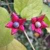 Thumbnail #5 of Clerodendrum trichotomum by Zolan