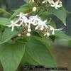 Thumbnail #2 of Clerodendrum trichotomum by vb