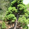 Thumbnail #5 of Picea glauca by sladeofsky