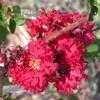 Thumbnail #4 of Lagerstroemia indica by dave