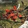 Thumbnail #3 of Erythrina crista-galli by kennedyh