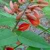 Thumbnail #1 of Erythrina crista-galli by weeds