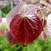 Thumbnail #2 of Cercis canadensis by Jeff_Beck