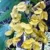 Thumbnail #1 of Cassia fistula by AustinBarbie