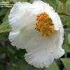 Thumbnail #3 of Stewartia pseudocamellia var. koreana by goldenfish