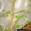 Thumbnail #2 of Ginkgo biloba by Evert