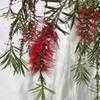 Thumbnail #2 of Callistemon rigidus by Chamma