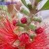 Thumbnail #4 of Callistemon rigidus by ebob