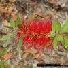 Thumbnail #1 of Callistemon rigidus by Floridian