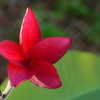 Thumbnail #1 of Plumeria rubra by Floridian