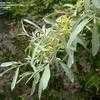 Thumbnail #5 of Elaeagnus angustifolia by willmetge