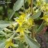 Thumbnail #3 of Elaeagnus angustifolia by kennedyh