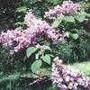 Thumbnail #1 of Paulownia kawakamii by Angelia