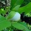 Thumbnail #2 of Magnolia virginiana by Floridian