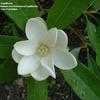 Thumbnail #4 of Magnolia virginiana by CaptMicha