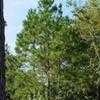 Thumbnail #1 of Pinus taeda by Floridian