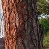 Thumbnail #2 of Pinus taeda by Floridian